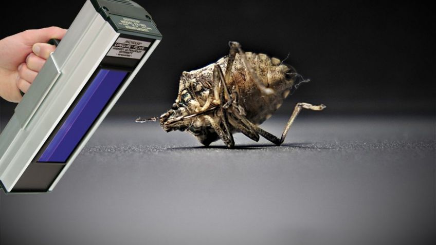 Luz ultravioleta y otros métodos para encontrar CHINCHES en la ropa, según ChatGPT