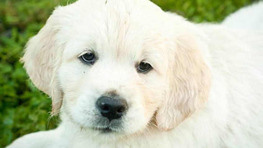 Los 5 nombres de perros más elegidos