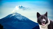 ¿Tienes lomito? 5 CONSEJOS para proteger a tu PERRO de las cenizas del Volcán Popocatépetl