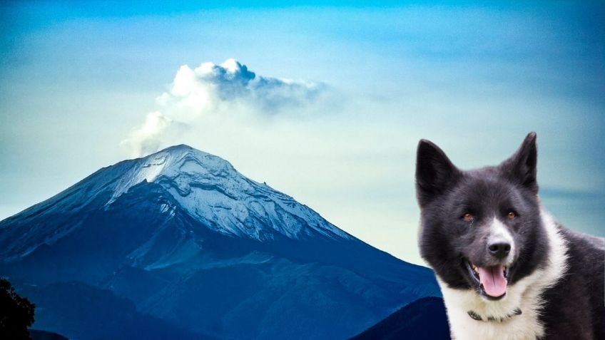 ¿Tienes lomito? 5 CONSEJOS para proteger a tu PERRO de las cenizas del Volcán Popocatépetl