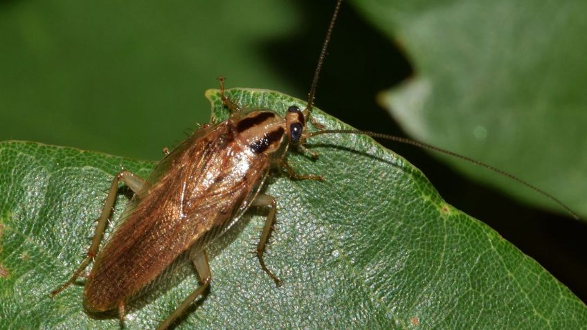 Checa las mejores plantas para alejar a las cucarachas de tu casa y evitar enfermedades