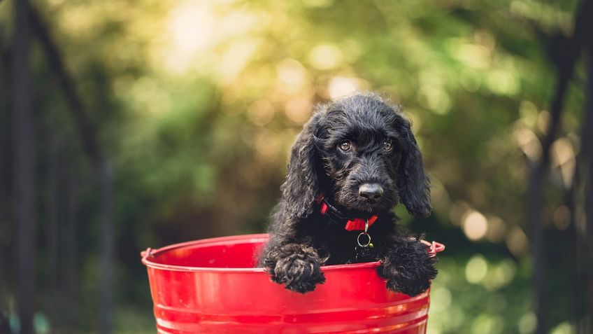 Onda de calor: ¿Cómo hacer un BEBEDERO para perros callejeros paso a paso?