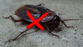 ¿Qué pasa si una cucaracha me muerde? | 3 métodos para eliminarlas por completo