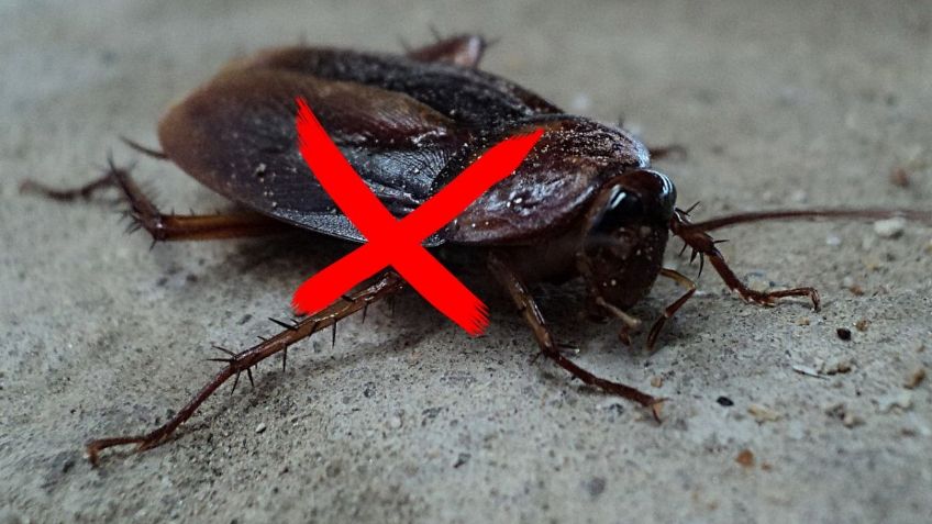 ¿Qué pasa si una cucaracha me muerde? | 3 métodos para eliminarlas por completo