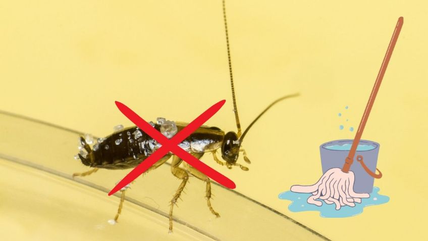 La mejor forma de TRAPEAR el PISO para eliminar a las cucarachas de tu casa