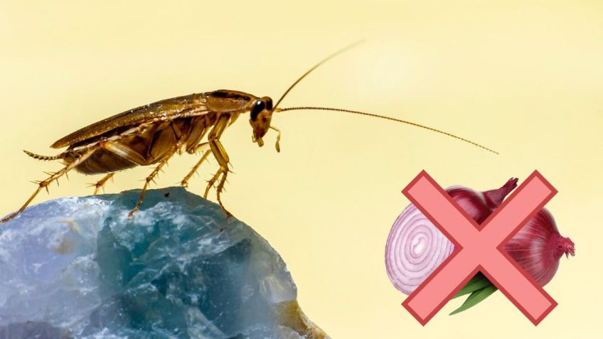 Los 3 remedios caseros que NO FUNCIONAN para ELIMINAR a las CUCARACHAS