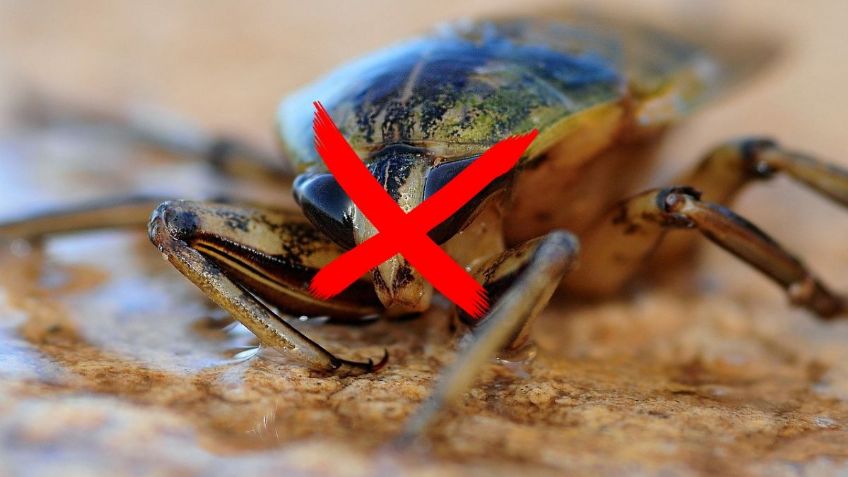 ¿Cómo sacar a las CUCARACHAS de los aparatos electrónicos sin maltatarlos? | ChatGPT