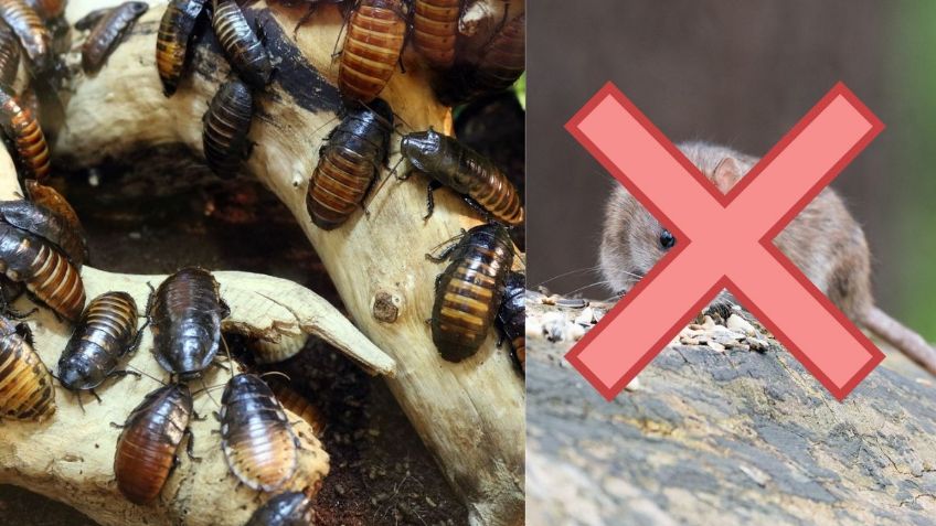 ¿Cuál es el repelente electrónico que elimina a las CUCARACHAS y RATAS de tu hogar? | Costo