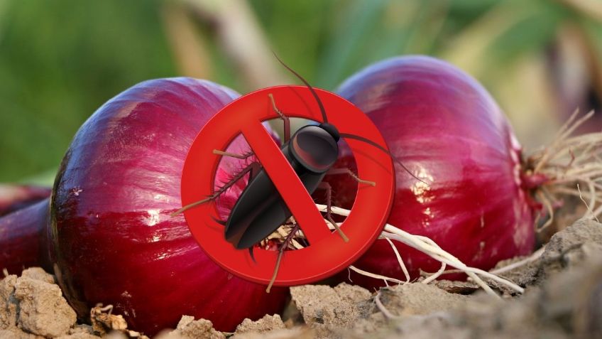 ¿Cómo usar la CEBOLLA para eliminar a las CUCARACHAS? Inteligencia Artificial de Google lo revela