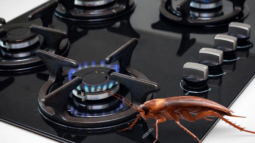 Inteligencia Artificial de Google revela cómo saber si hay CUCARACHAS en una ESTUFA