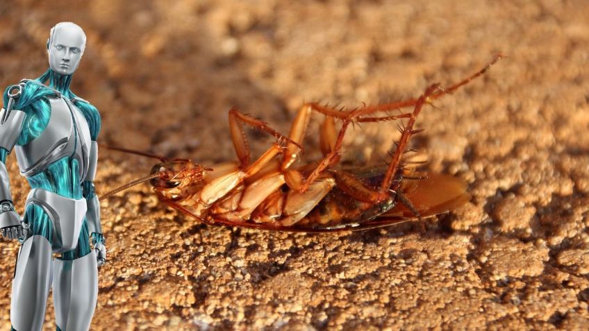¿Cómo usar la NARANJA para alejar a las CUCARACHAS de casa? | Google Bard
