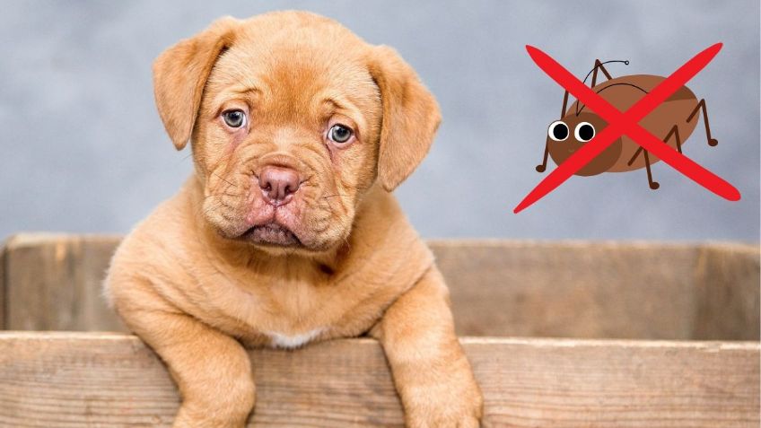 ¿Tienes perrito en casa? Los PELIGROS de que tu mascota coma por accidente una CUCARACHA