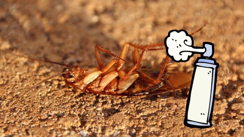 3 razones para NO usar amoníaco para ELIMINAR a las cucarachas ¿Qué métodos funcionan?