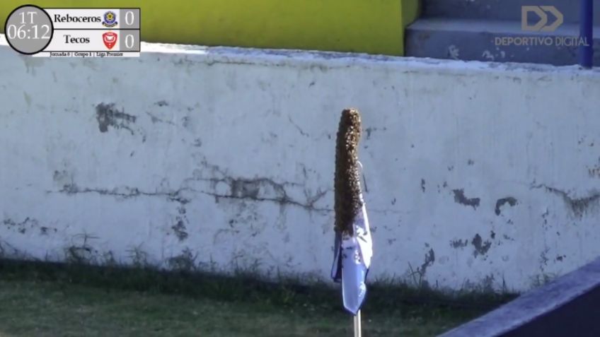 Panal de abejas detiene partido en la Liga Premier de México (VIDEO)