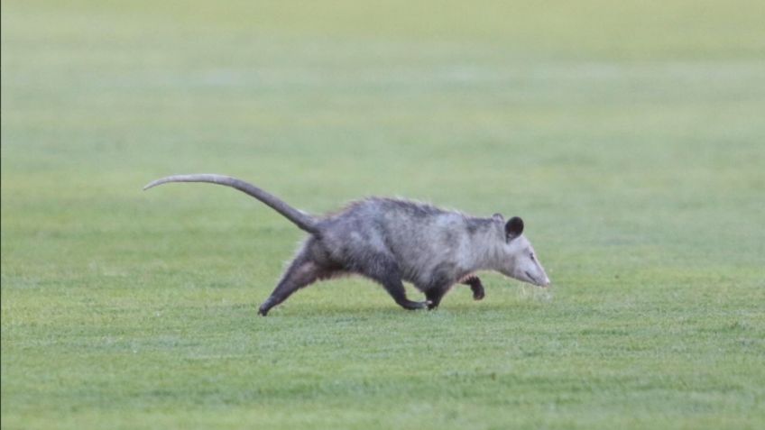Liga MX Femenil: Tlacuache entra al Estadio Victoria en el Necaxa vs Santos (VIDEO)