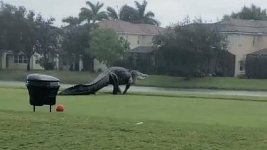 Terrorífico caimán de tres metros invade campo de golf: VIDEO VIRAL