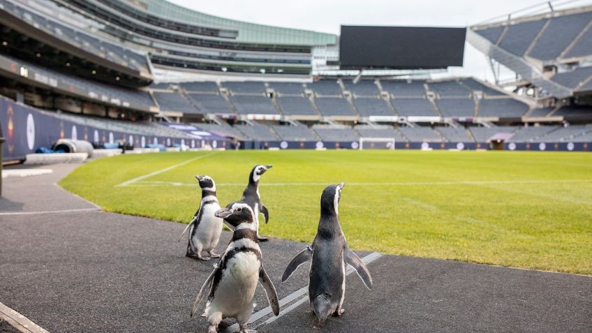NFL: Pingüinos invaden y se pasean por cancha de Chicago Bears (VIDEO)