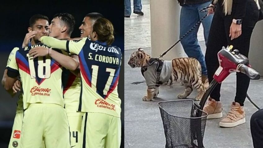 Mujer que paseó tigre en Antara sería novia de un jugador de América
