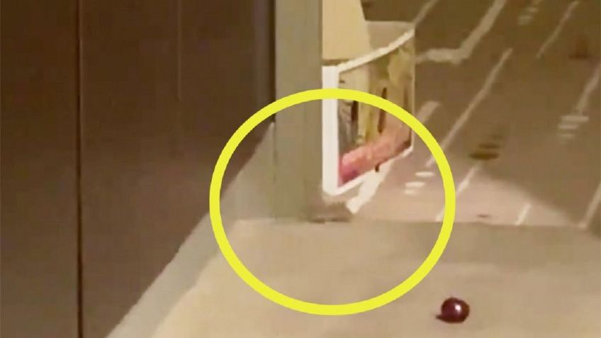 Abierto de Australia es INVADIDO por ratones en hotel (VIDEO VIRAL)