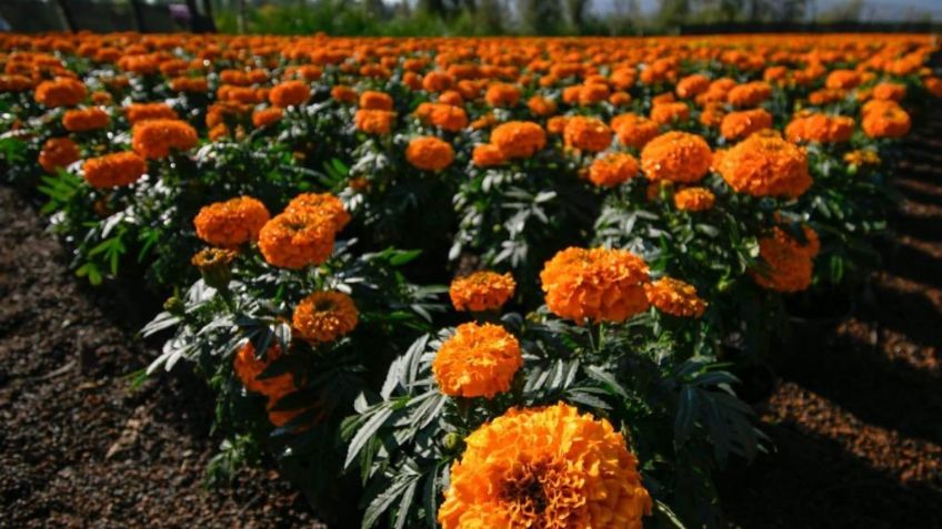 Día de Muertos 2021: ¿Cuándo y dónde será la Feria del Cempasúchil?