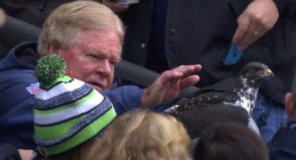 NFL: Mascota de Seattle Seahawks aterriza en cabeza de un fan durante juego contra LA Rams (VIDEO)