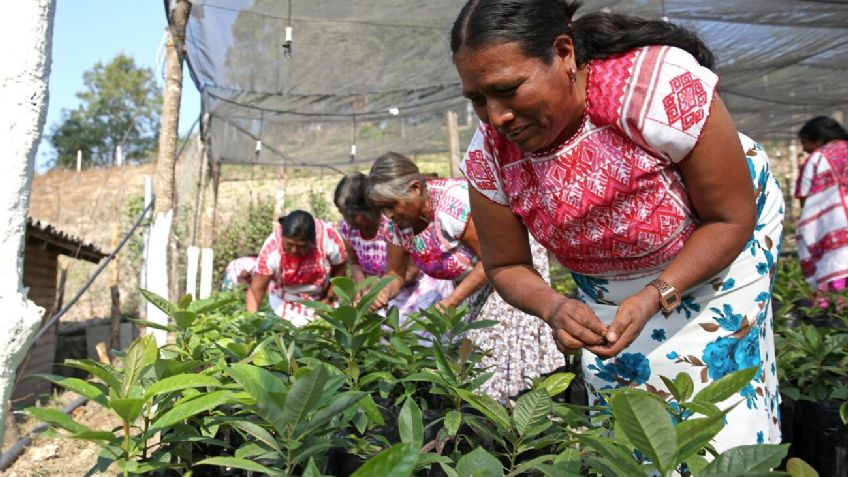 Pensión Bienestar 2021: Este día llega el pago para los adultos de zonas rurales