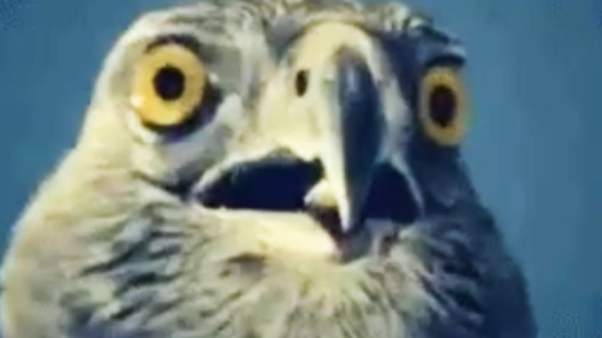 MEMES enfurecen por postura del América en su viita a Pumas en Liguilla