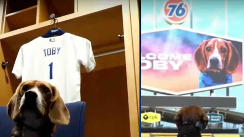 Julio Urías y Dodgers reciben visita de un perrito fan, estrella de TikTok (VIDEO)