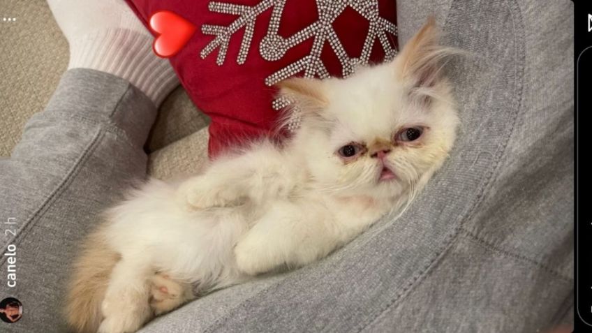 Canelo Álvarez: La lujosa mascota que presumió en redes sociales