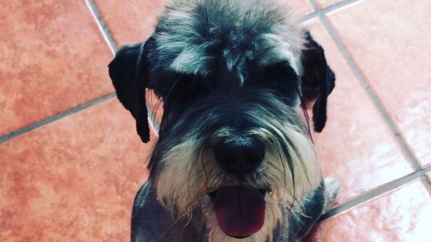 Multas CDMX: ¿Te pueden sancionar por llevar a tu perrito en el auto?