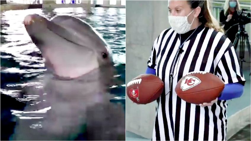 Delfín predice ganador del Super Bowl al estilo del pulpo Paul