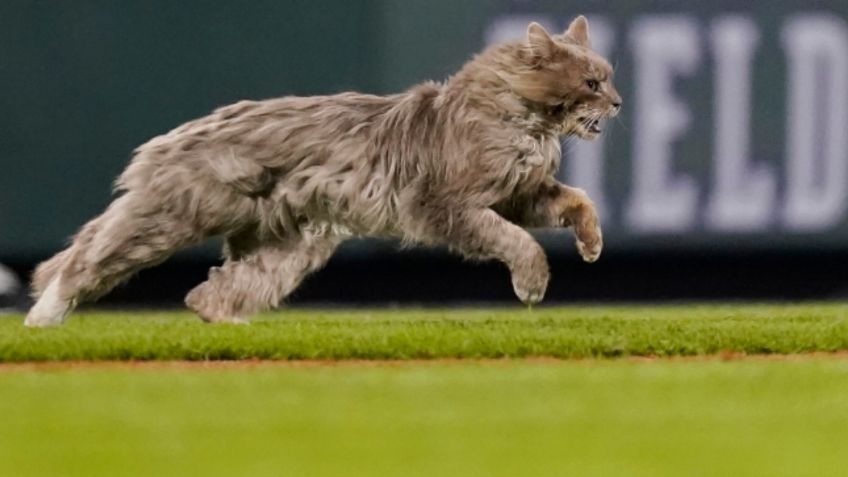 Gato invade diamante y da suerte a Dodgers con noche brillante de Bauer (VIDEO)