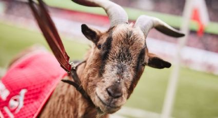 Muere Hennes VIII, la mascota oficial del Colonia que conmovió a la Bundesliga