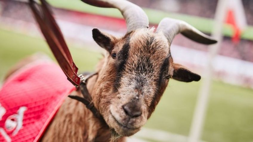 Muere Hennes VIII, la mascota oficial del Colonia que conmovió a la Bundesliga