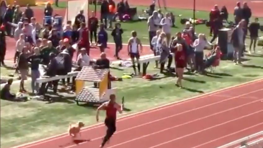 VIDEO VIRAL: Perro invade carrera de relevos y la termina ganando