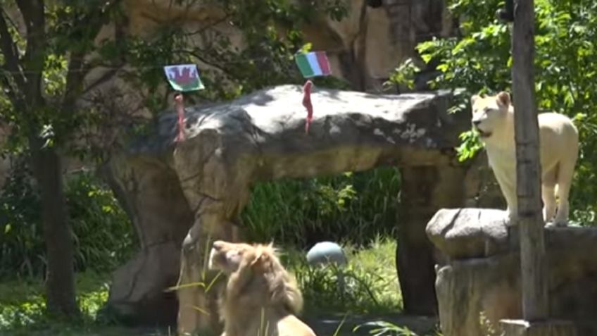 Euro 2020: Este es el león Boy, animal oráculo que acierta todos los resultados