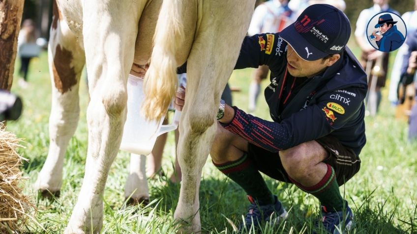 Checo Pérez deja la F1 y muestra nueva faceta: ordeñar vacas con Red Bull