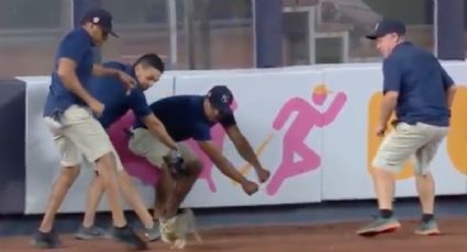 Gato se convierte en "MVP" tras invadir el Yankee Stadium (VIDEO)