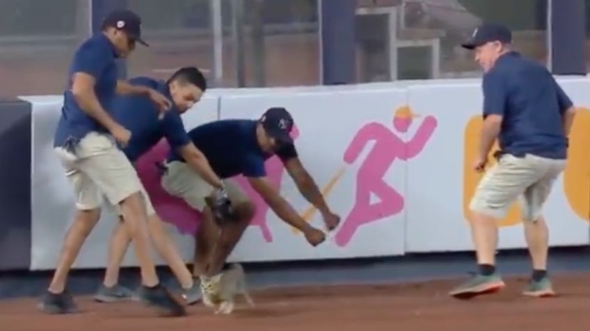 Gato se convierte en "MVP" tras invadir el Yankee Stadium (VIDEO)