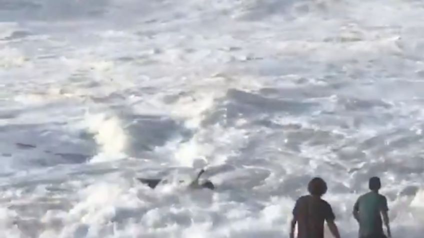 Un surfista muere por un ataque de tiburón cerca de playa para turistas