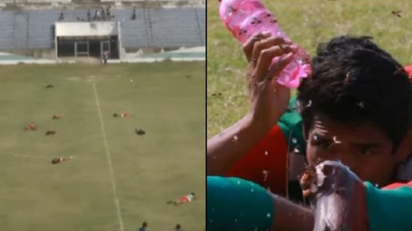 VIDEO VIRAL: Abejas ATACAN a jugadores en pleno partido y lo detienen