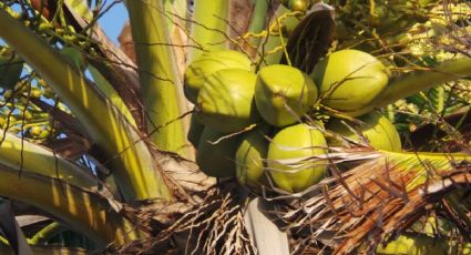 ¿Cómo comer el coco para bajar de peso?