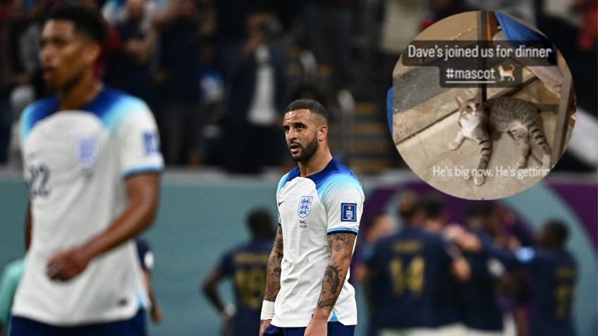Qatar 2022: conoce a Dave, el gato que Inglaterra adoptó durante el Mundial (VIDEO)