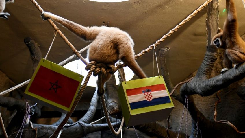 Pronóstico: Marruecos vs Croacia | APUESTAS tercer lugar Qatar 2022