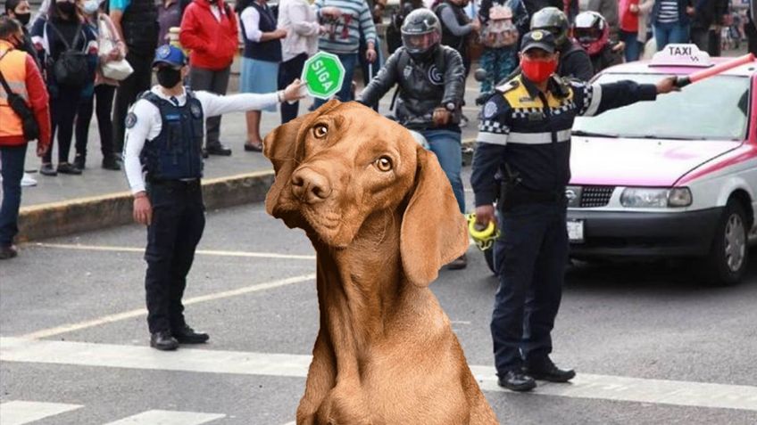 CDMX: ¿Cuánto debo pagar de MULTA por llevar a mi PERRO en el auto?