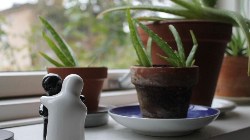 3 formas de usar el Aloe Vera para quemaduras e irritaciones en la piel