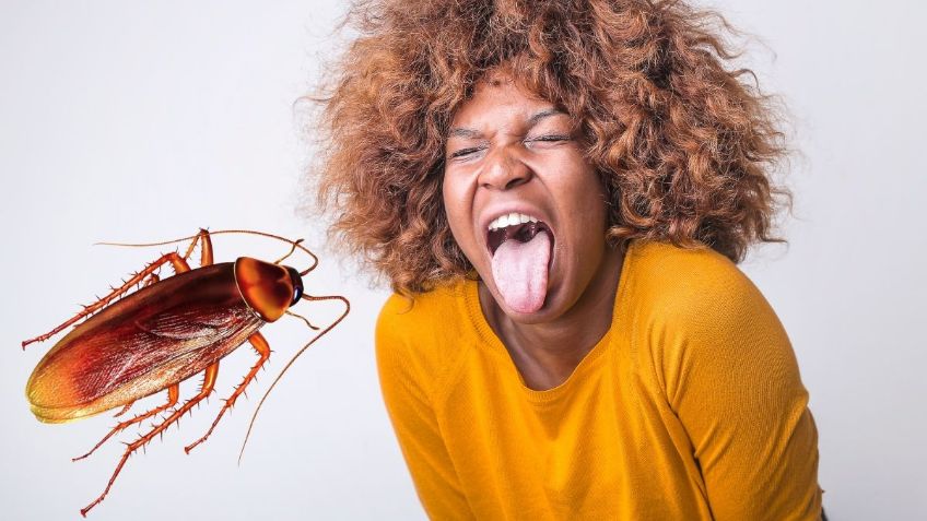 ¡Ten cuidado! 6 ENFERMEDADES que pueden provocar las mordeduras de cucarachas