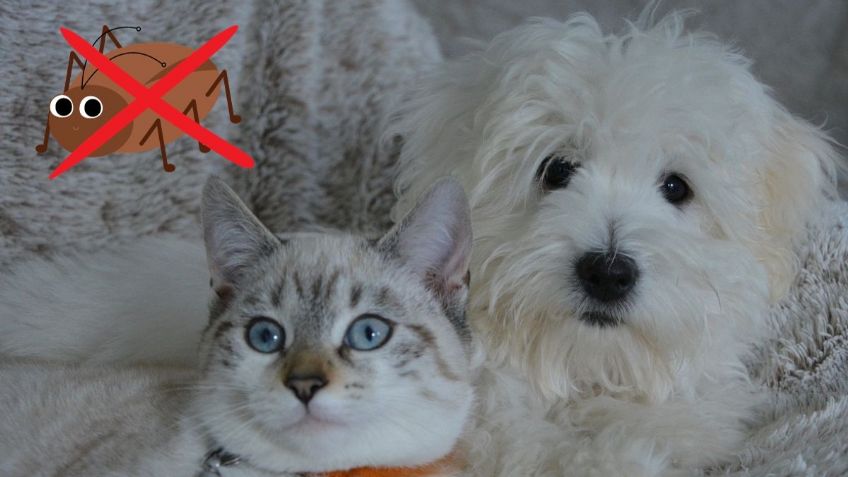 ¿Fan de las mascotas? El animal que puede ELIMINAR por completo a las cucarachas de tu hogar