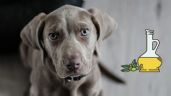 ¿Qué BENEFICIOS tiene agregarle ACEITE de OLIVA a las croquetas de tus PERROS?
