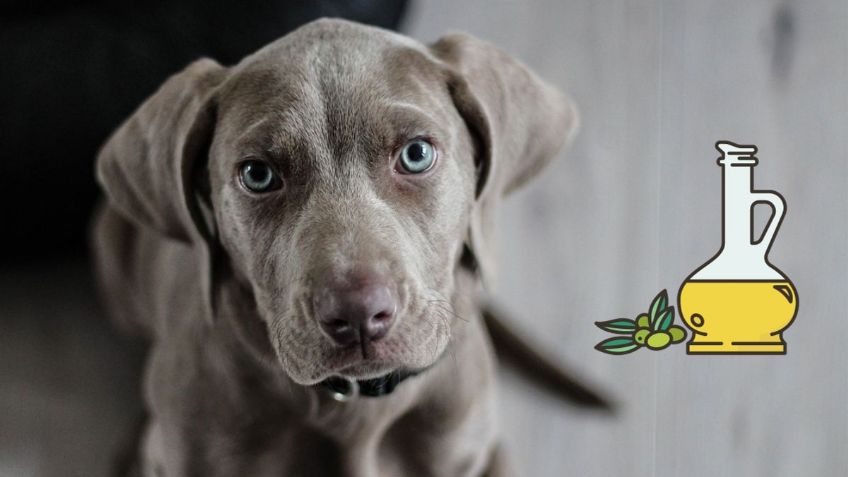 ¿Qué BENEFICIOS tiene agregarle ACEITE de OLIVA a las croquetas de tus PERROS?